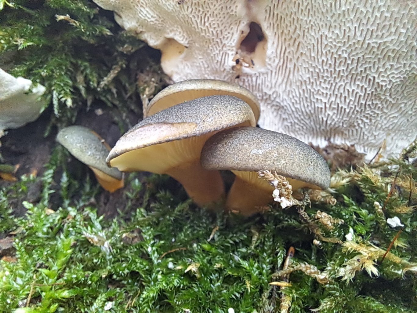 Gelbstieliger Muschelseitling (Pleurotus serotinus)