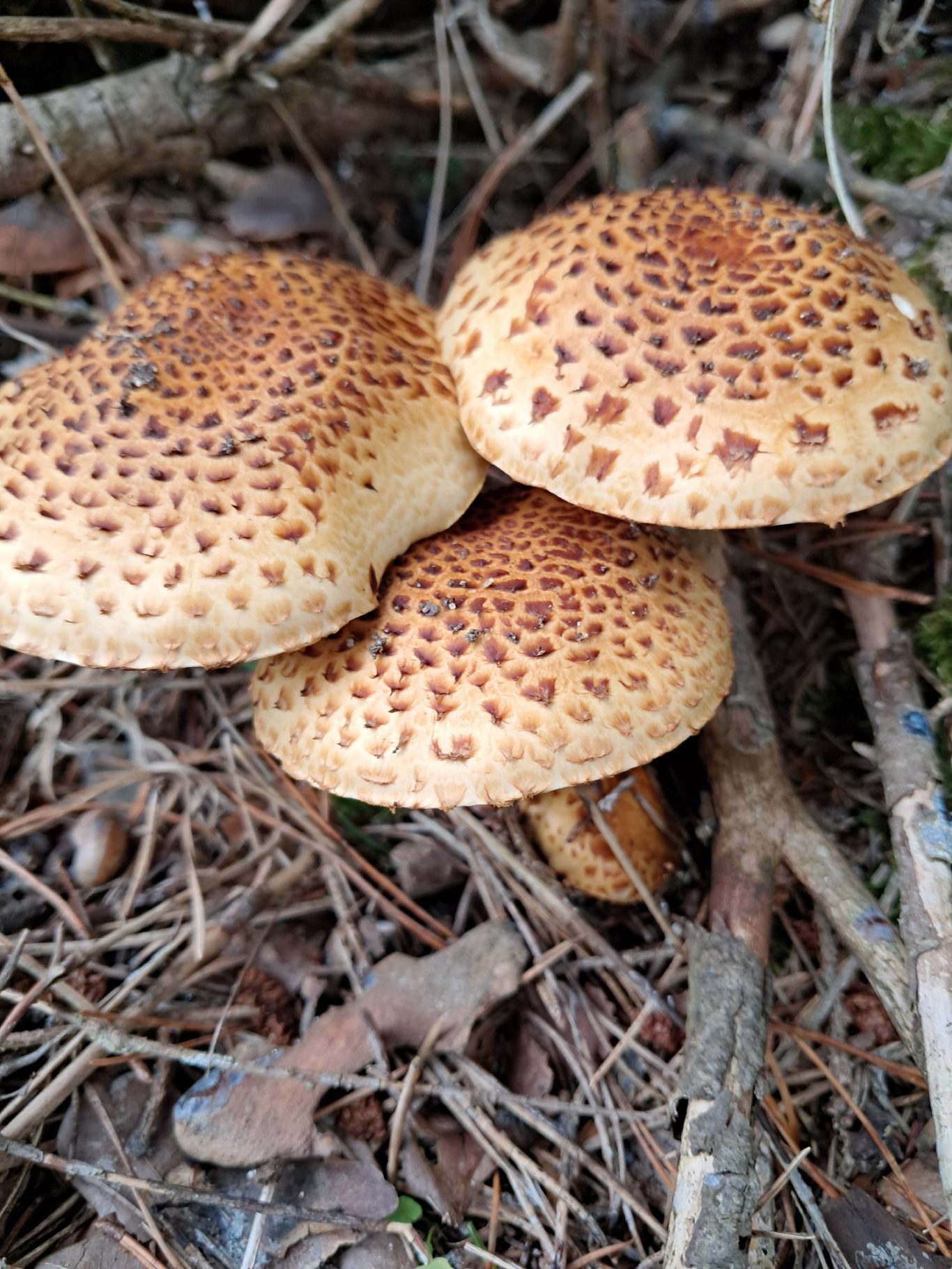 Sparriger Schüppling (Pholiota squarrosa)