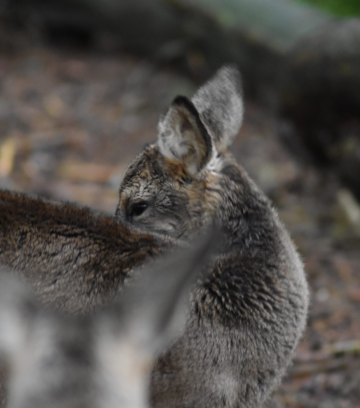 Junger Hirsch