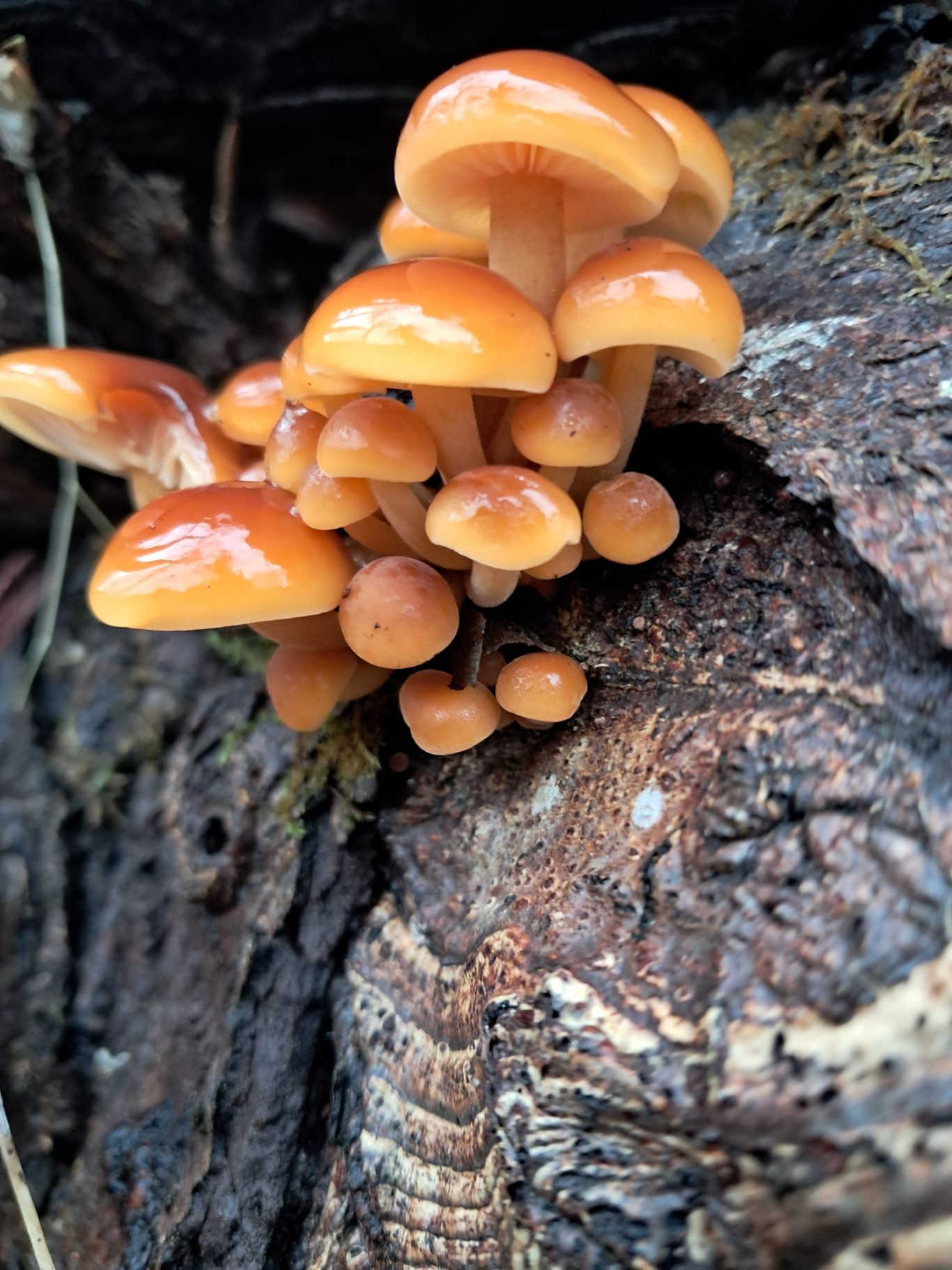 Samtfußrübling (Flammulina velutipes)
