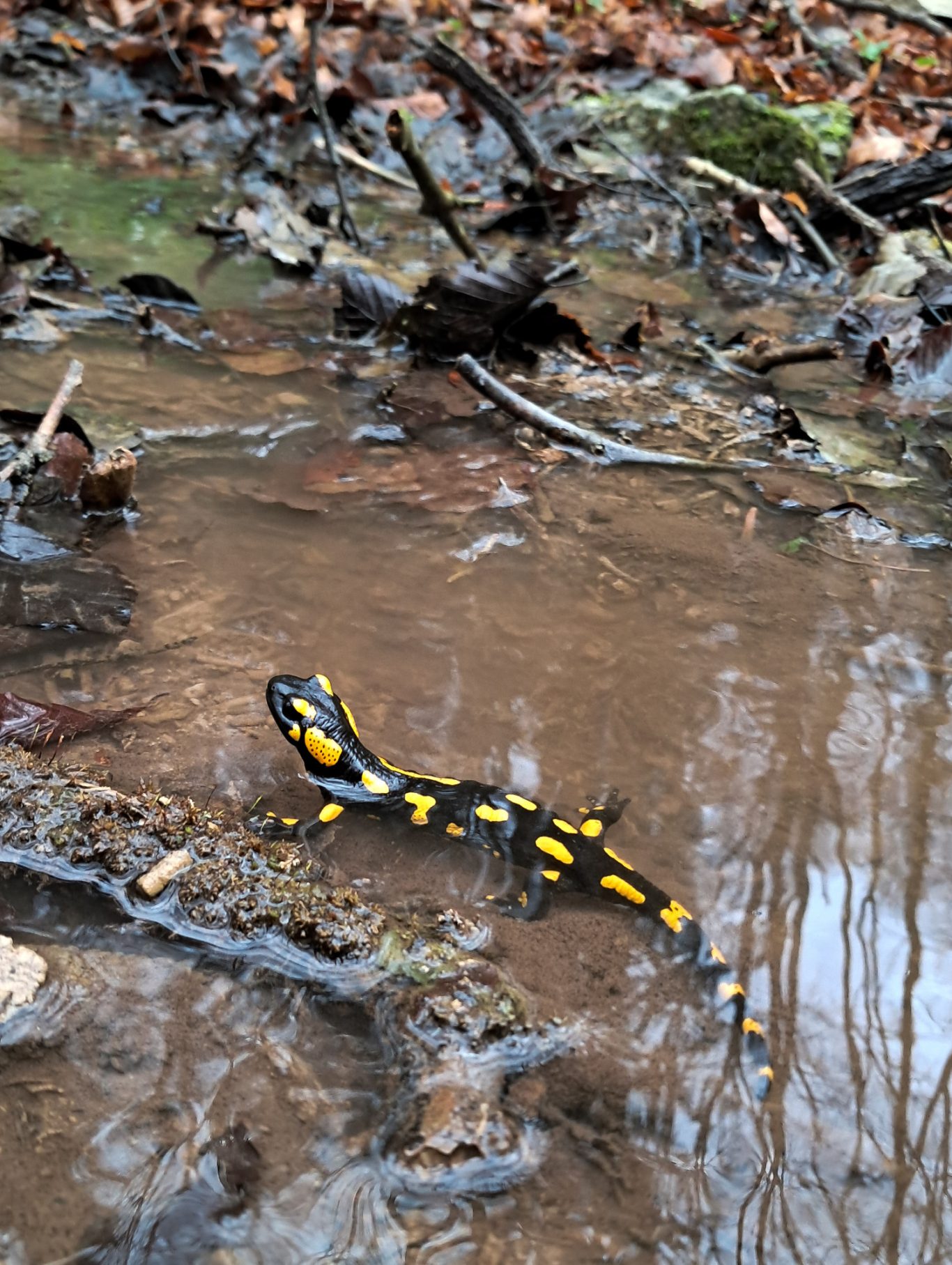 Feuersalamander