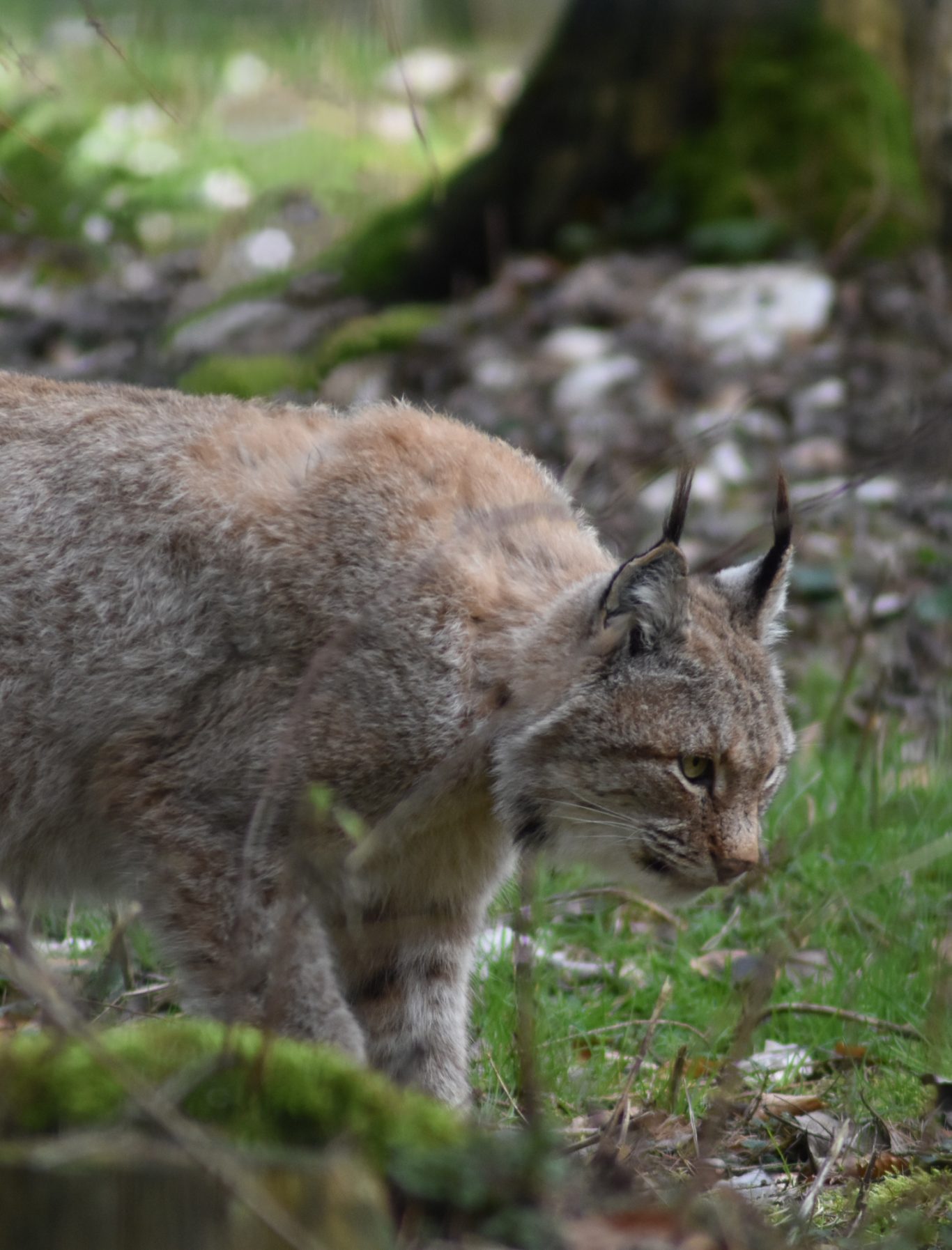 Luchs