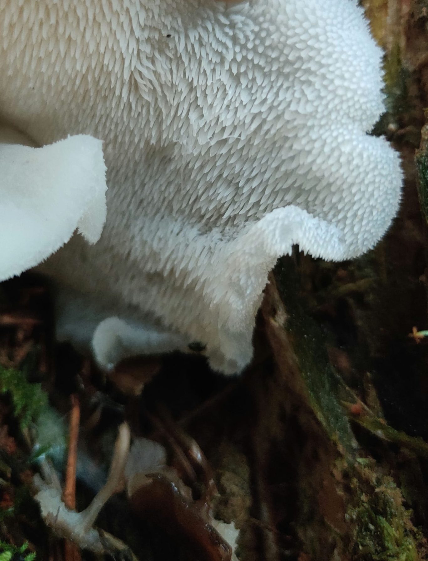 Zitterzahn (Pseudohydnum gelatinosum)