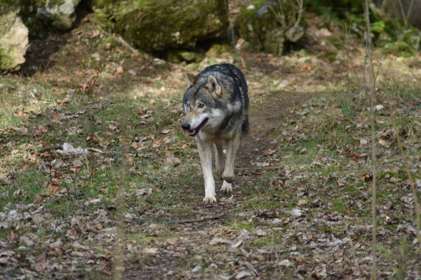 Wolf