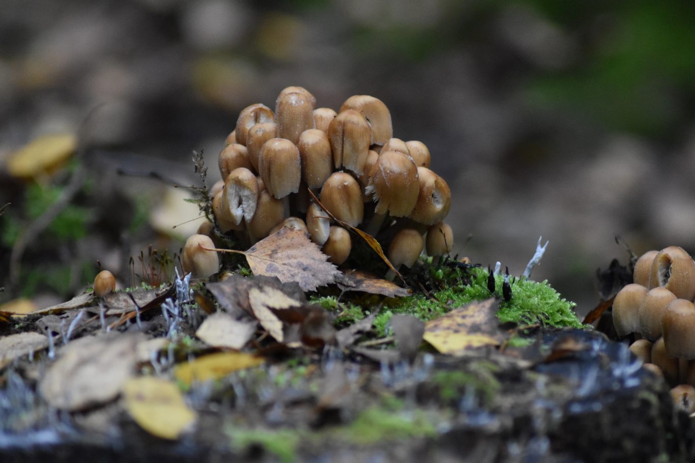 Glimmertintling (Coprinus micaceus)