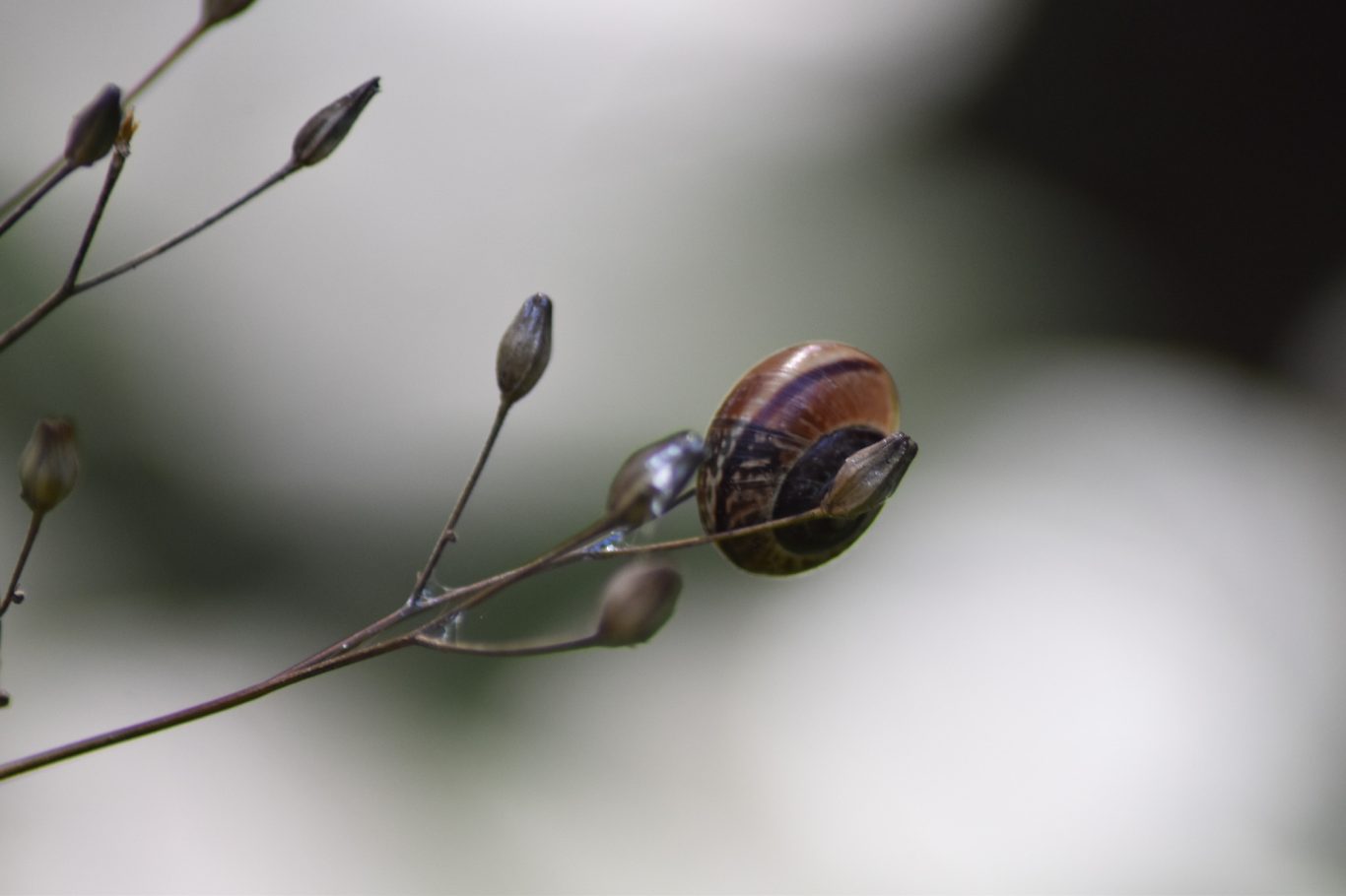 Schnirkelschnecke