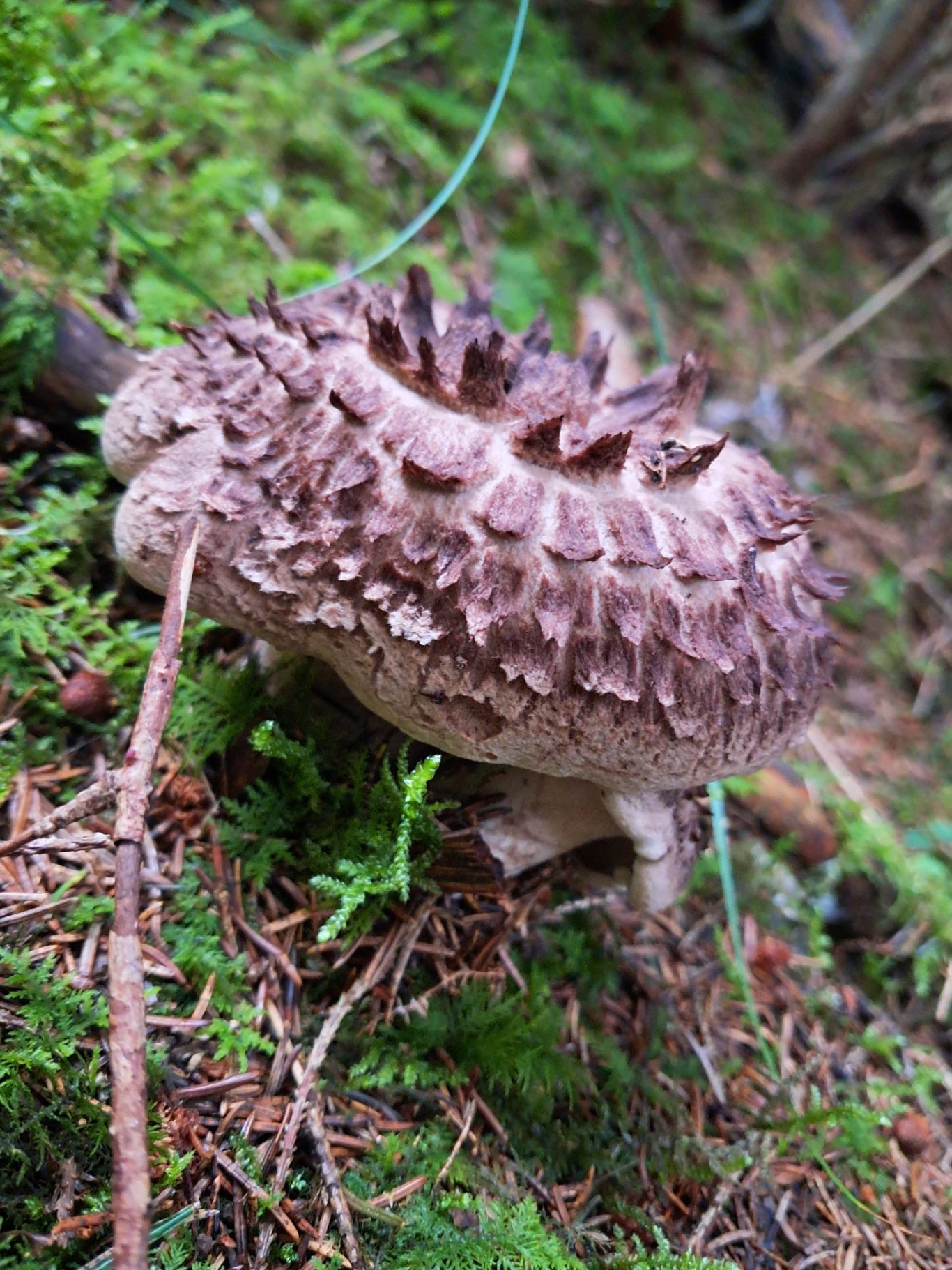 Habichtspilz (Sarcodon imbricatus)