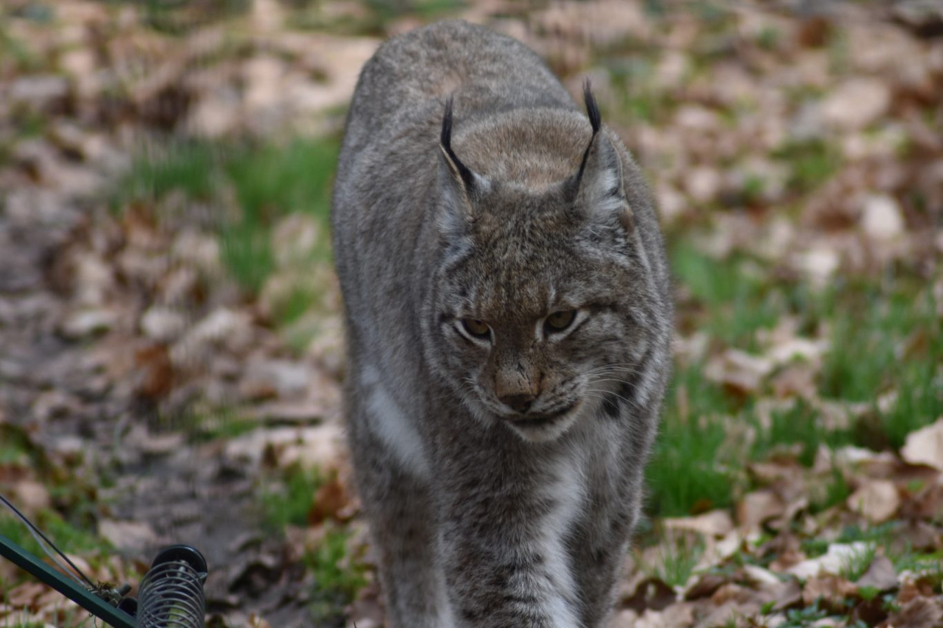 Luchs
