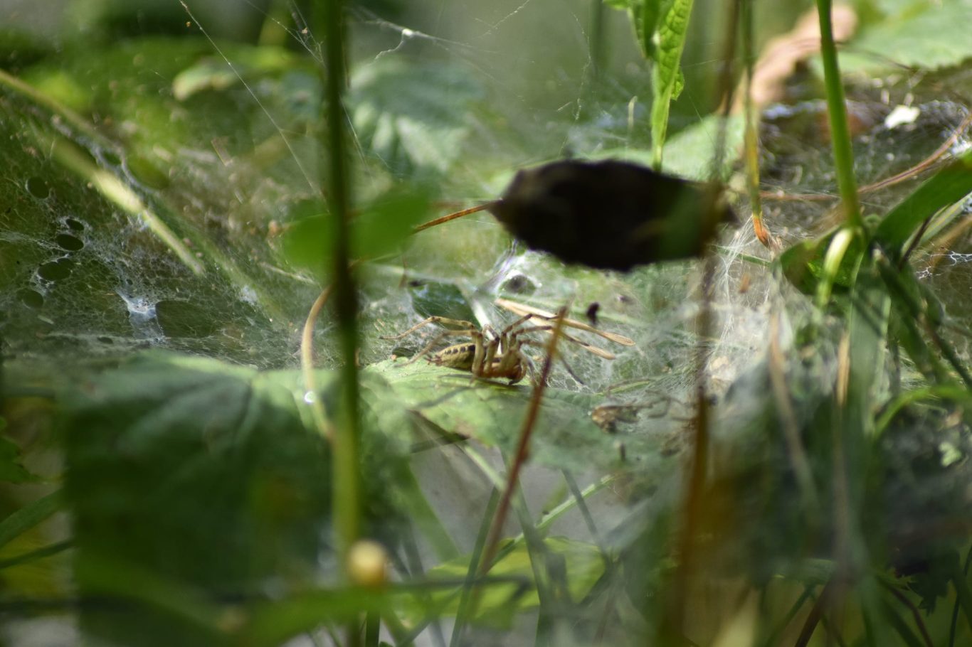 Labyrinthspinne