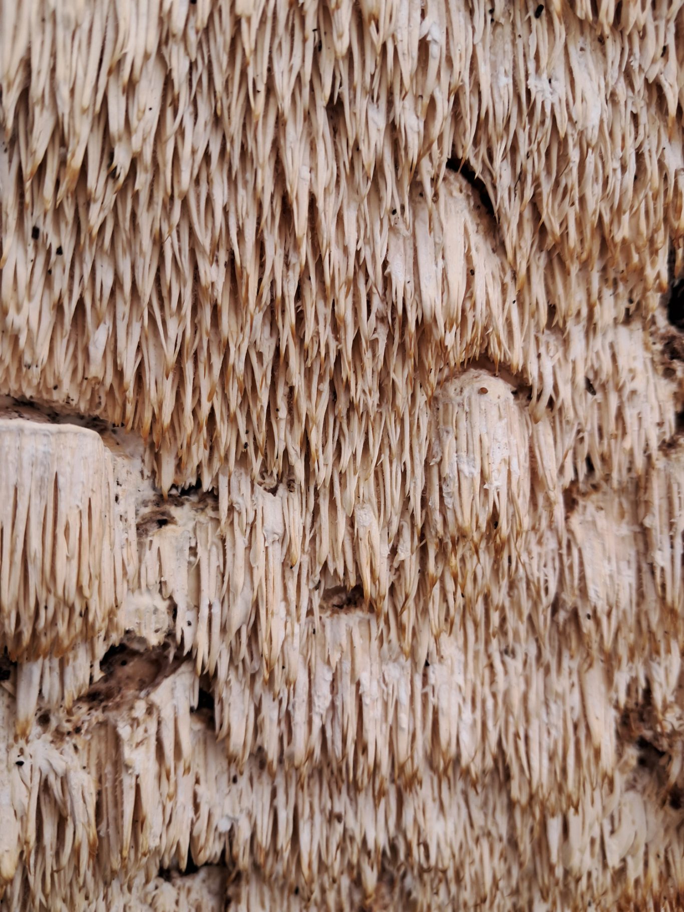 Dickstacheliger Schwammporling (Sarcodontia pachyodon)