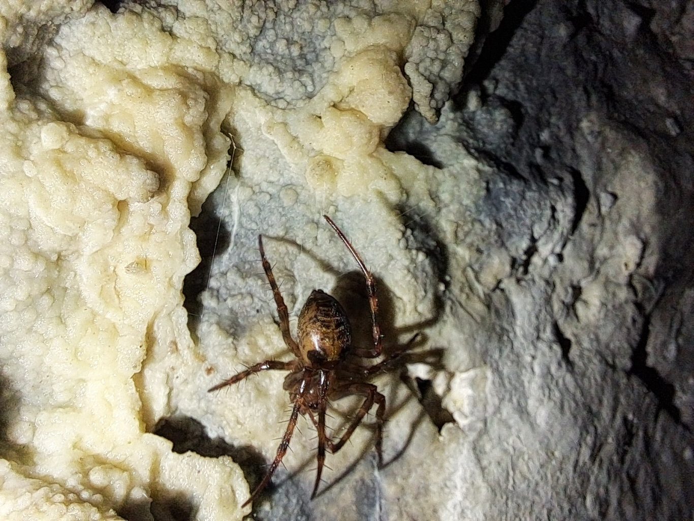 Große Höhlenspinne