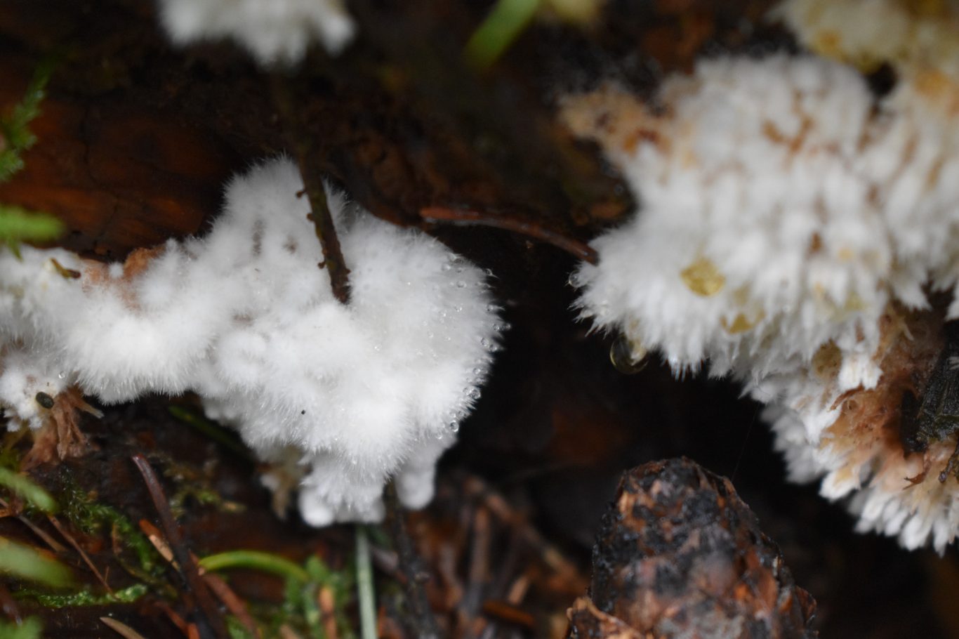 Weißer Polsterpilz (Postia ptychogaster)