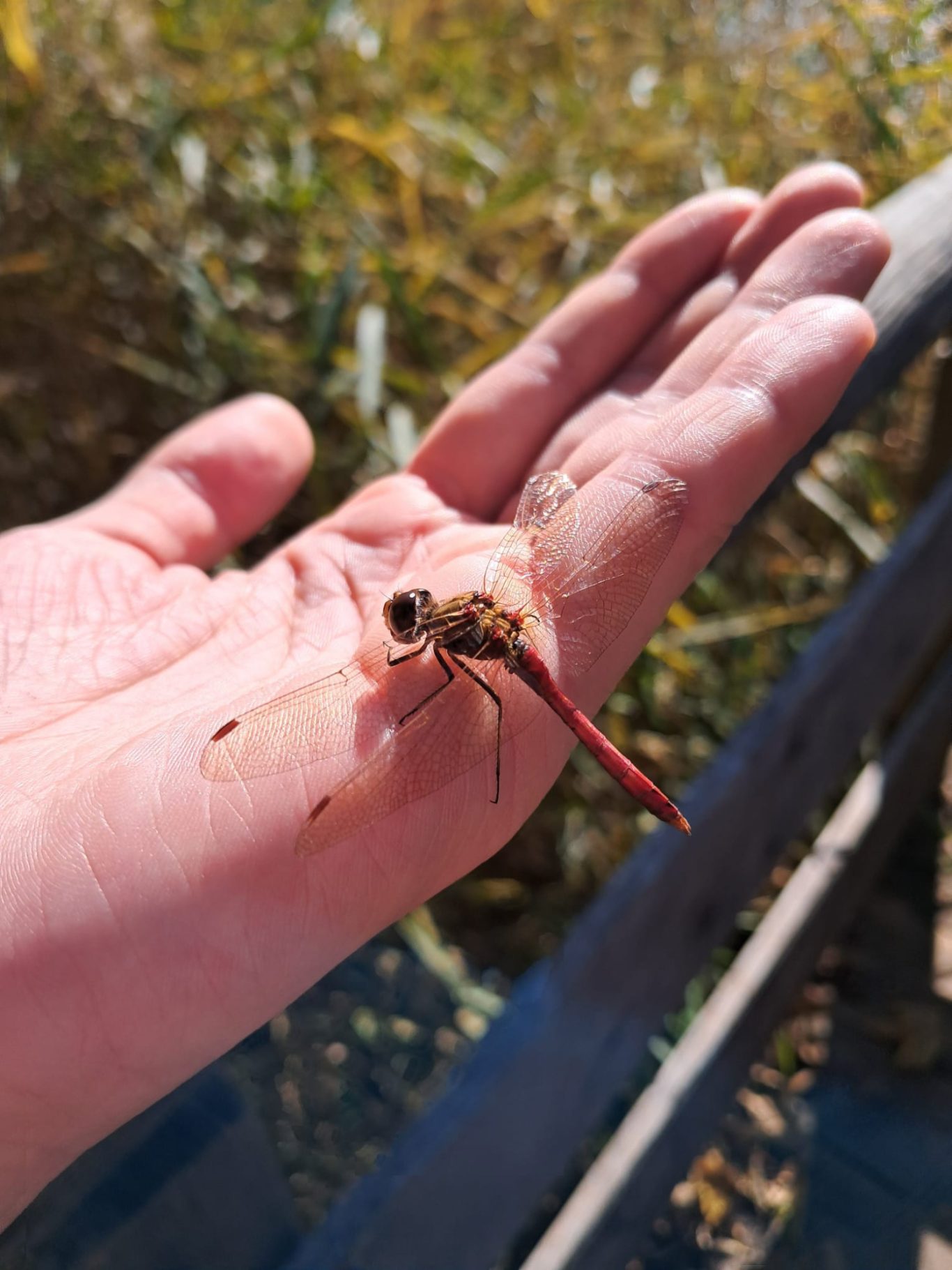 Blutrote Heidelibelle