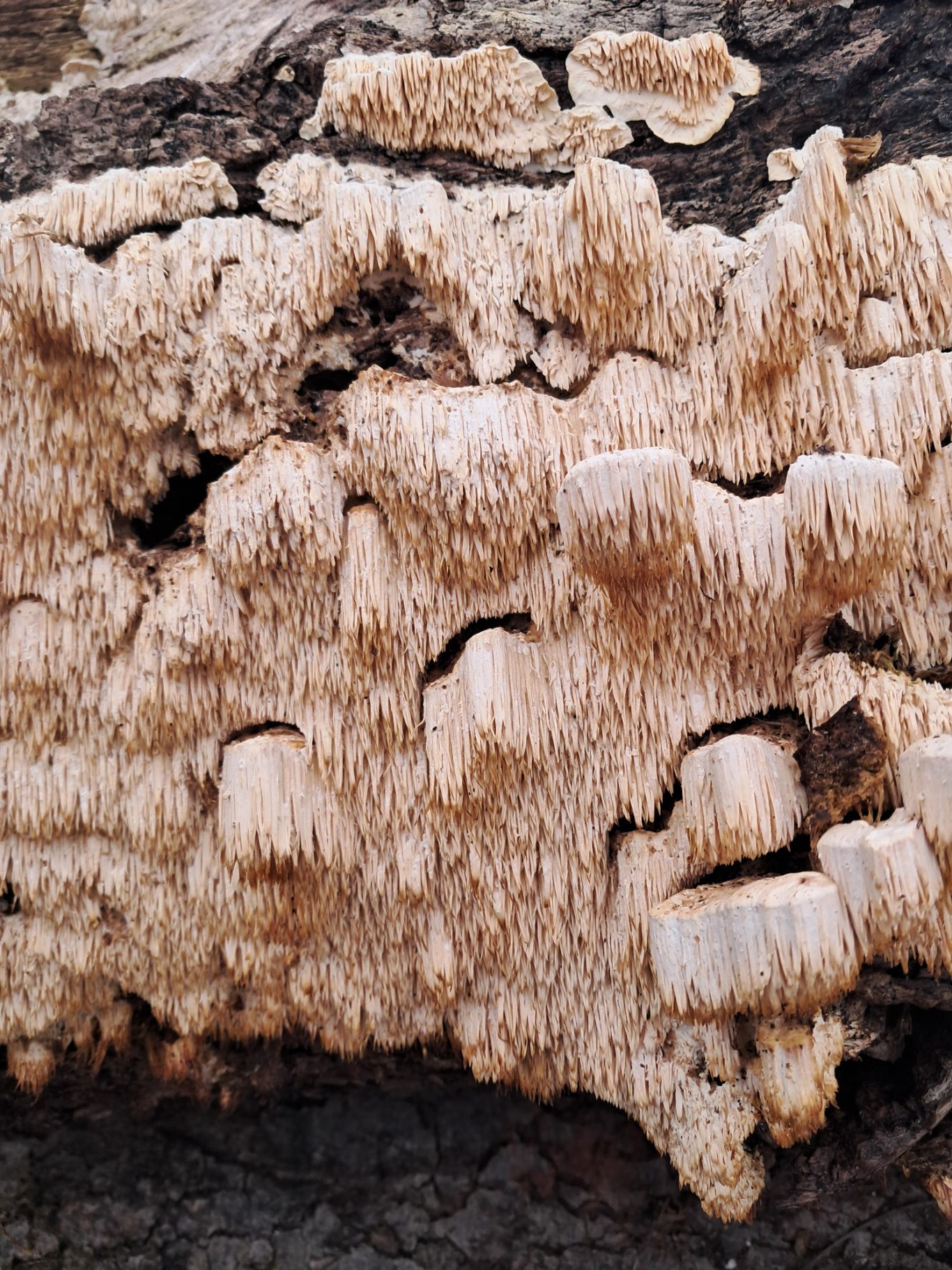 Dickstacheliger Schwammporling (Sarcodontia pachyodon)
