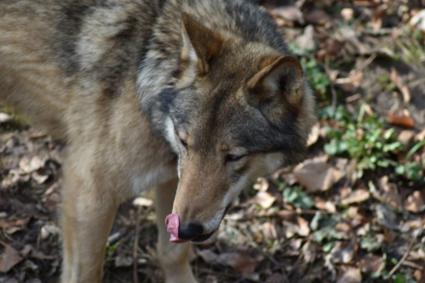 Wolf
