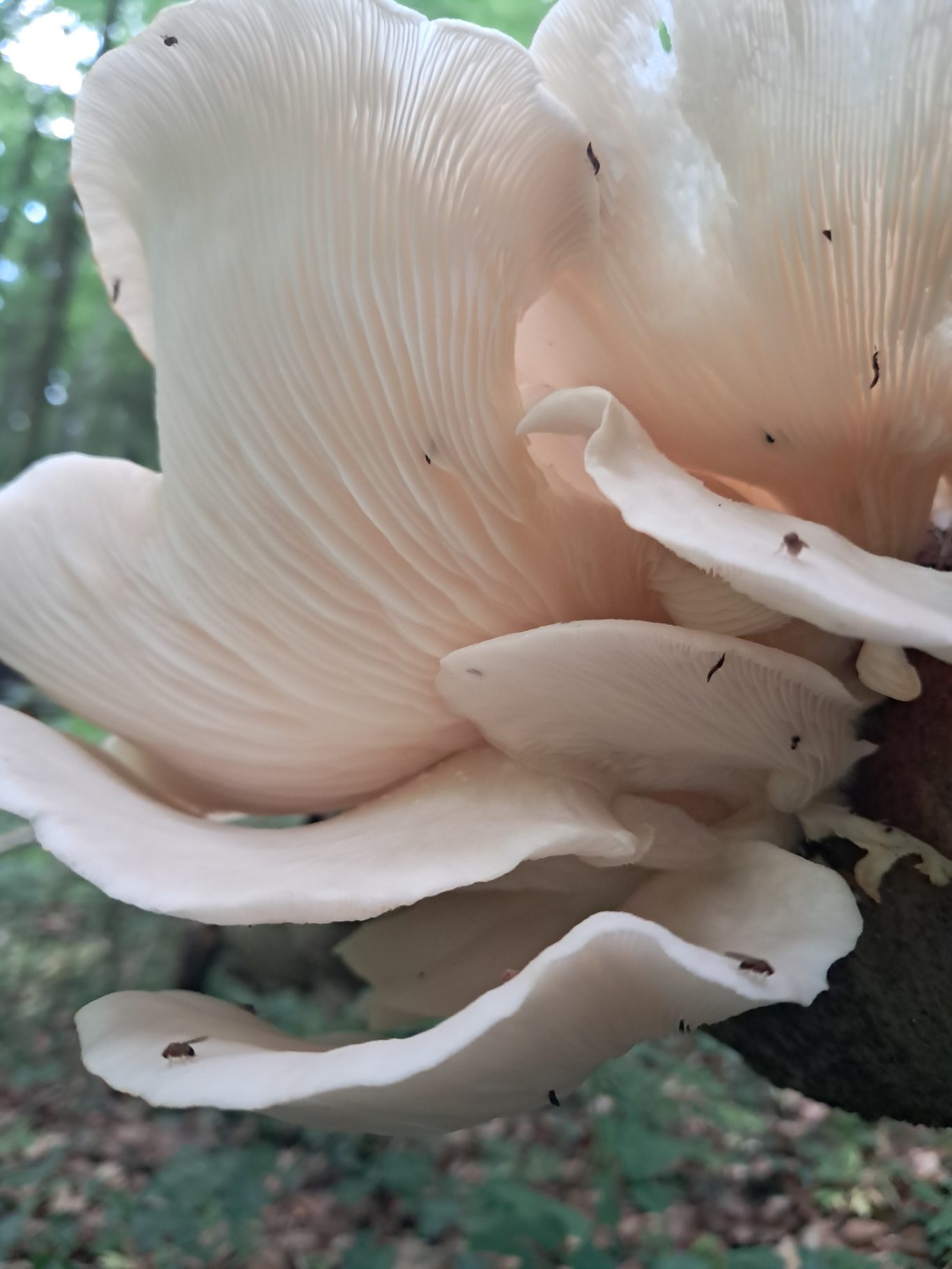 Lungenseitling (Pleurotus pulmonarius)