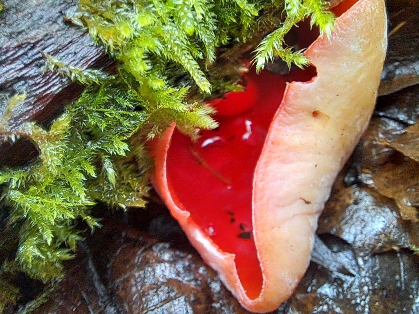 Kelchbecherling (vermutlich Blutroter) (Sarcoscypha spec., vermutlich austriaca)