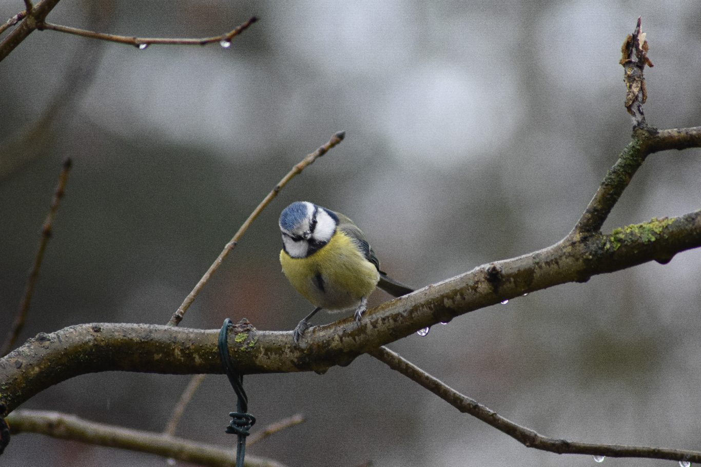 Blaumeise