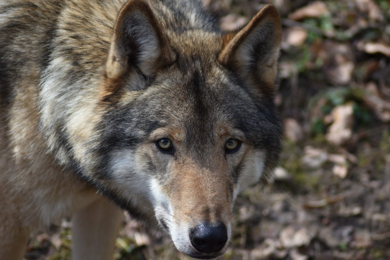 Wolf